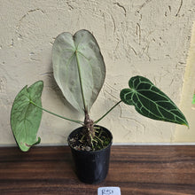 Load image into Gallery viewer, #R51 Large, Dark Anthurium Forgetii x Crystallinum