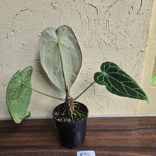 Load image into Gallery viewer, #R51 Large, Dark Anthurium Forgetii x Crystallinum