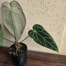 Load image into Gallery viewer, #R51 Large, Dark Anthurium Forgetii x Crystallinum