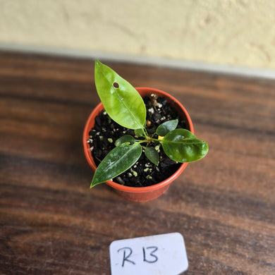 #R13 Anthurium Punctatum