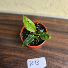 Load image into Gallery viewer, #R13 Anthurium Punctatum