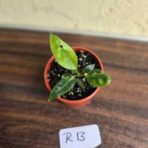 #R13 Anthurium Punctatum