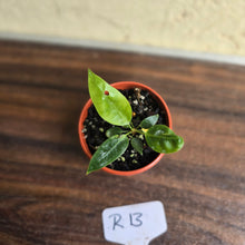 Load image into Gallery viewer, #R13 Anthurium Punctatum