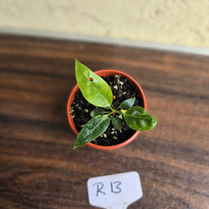 #R13 Anthurium Punctatum