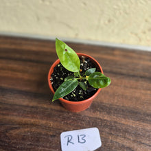 Load image into Gallery viewer, #R13 Anthurium Punctatum