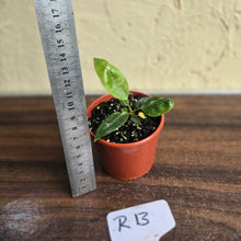 Load image into Gallery viewer, #R13 Anthurium Punctatum