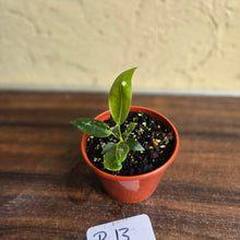 Load image into Gallery viewer, #R13 Anthurium Punctatum