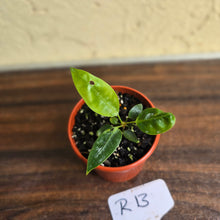 Load image into Gallery viewer, #R13 Anthurium Punctatum