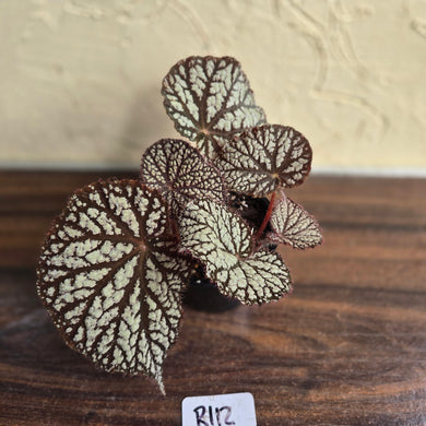 #R112 Begonia Unknown