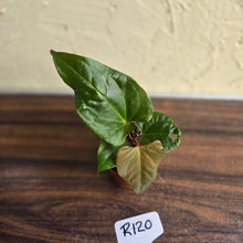 Load image into Gallery viewer, #R120 Anthurium NOID