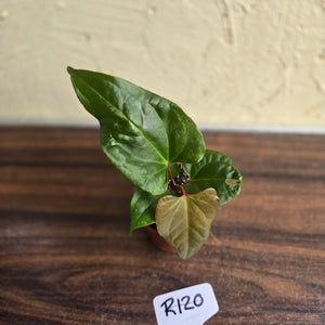 #R120 Anthurium NOID