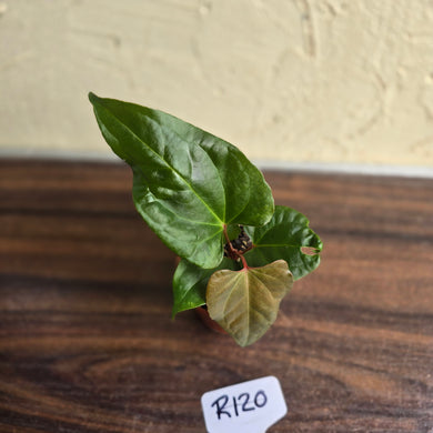 #R120 Anthurium NOID
