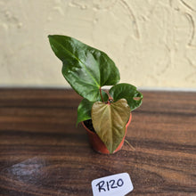 Load image into Gallery viewer, #R120 Anthurium NOID