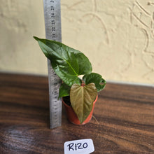 Load image into Gallery viewer, #R120 Anthurium NOID