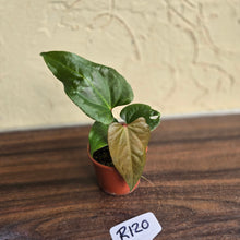 Load image into Gallery viewer, #R120 Anthurium NOID