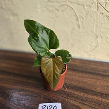 Load image into Gallery viewer, #R120 Anthurium NOID