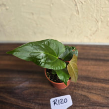 Load image into Gallery viewer, #R120 Anthurium NOID