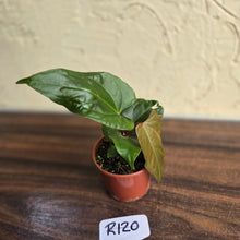 Load image into Gallery viewer, #R120 Anthurium NOID