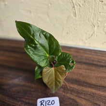 Load image into Gallery viewer, #R120 Anthurium NOID