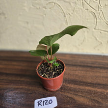 Load image into Gallery viewer, #R120 Anthurium NOID