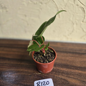 #R120 Anthurium NOID