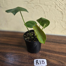 Load image into Gallery viewer, #R18 Philodendron Sharoniae