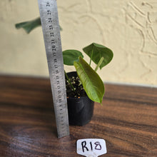Load image into Gallery viewer, #R18 Philodendron Sharoniae