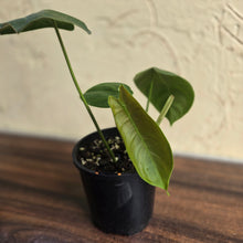 Load image into Gallery viewer, #R18 Philodendron Sharoniae