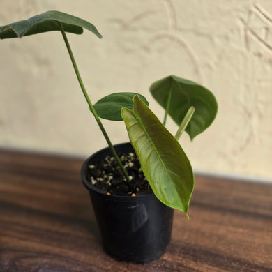 #R18 Philodendron Sharoniae