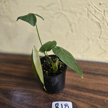 Load image into Gallery viewer, #R18 Philodendron Sharoniae