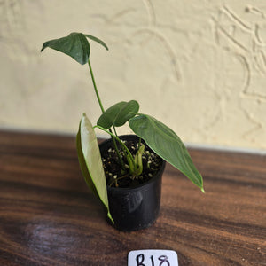 #R18 Philodendron Sharoniae