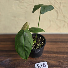 Load image into Gallery viewer, #R18 Philodendron Sharoniae