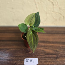 Load image into Gallery viewer, #R21 Two x Anthurium NOID Seedlings