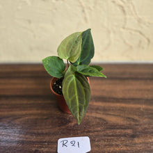 Load image into Gallery viewer, #R21 Two x Anthurium NOID Seedlings