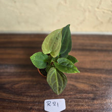 Load image into Gallery viewer, #R21 Two x Anthurium NOID Seedlings