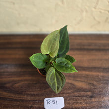 Load image into Gallery viewer, #R21 Two x Anthurium NOID Seedlings