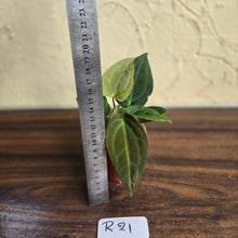 Load image into Gallery viewer, #R21 Two x Anthurium NOID Seedlings