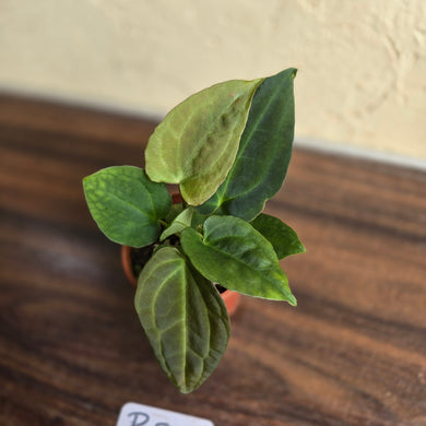 #R21 Two x Anthurium NOID Seedlings