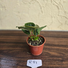 Load image into Gallery viewer, #R21 Two x Anthurium NOID Seedlings