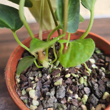 Load image into Gallery viewer, #R21 Two x Anthurium NOID Seedlings