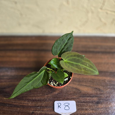 #R8 Two x Anthurium NOID Seedlings