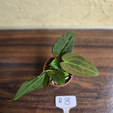 Load image into Gallery viewer, #R8 Two x Anthurium NOID Seedlings