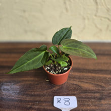 Load image into Gallery viewer, #R8 Two x Anthurium NOID Seedlings