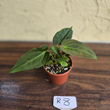 Load image into Gallery viewer, #R8 Two x Anthurium NOID Seedlings