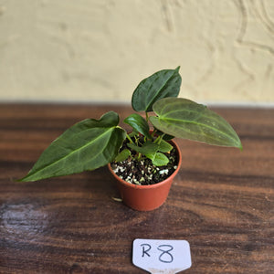 #R8 Two x Anthurium NOID Seedlings