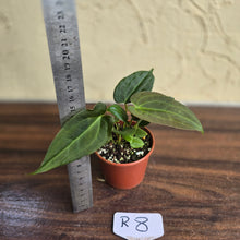Load image into Gallery viewer, #R8 Two x Anthurium NOID Seedlings