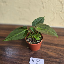 Load image into Gallery viewer, #R8 Two x Anthurium NOID Seedlings