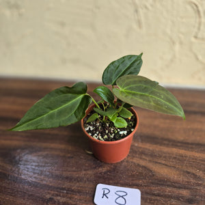 #R8 Two x Anthurium NOID Seedlings