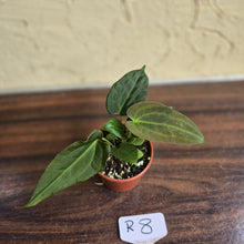 Load image into Gallery viewer, #R8 Two x Anthurium NOID Seedlings