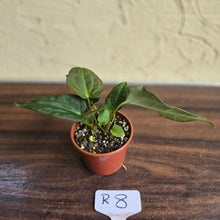 Load image into Gallery viewer, #R8 Two x Anthurium NOID Seedlings